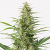 sour diesel autofiorenti seedsline