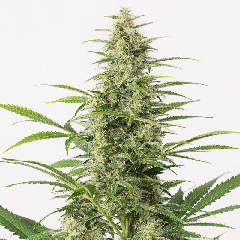 sour diesel autofiorenti seedsline