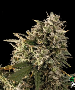 blueberry sherbert auto