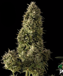 blueberry sherbert auto2