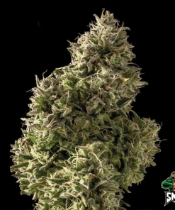 blueberry sherbert auto3