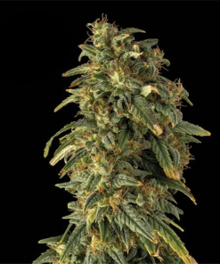 girl scout cookies auto