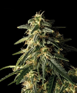girl scout cookies auto2