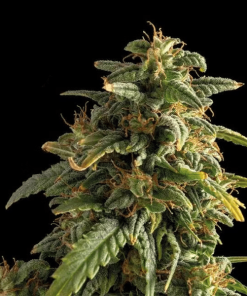 girl scout cookies auto3