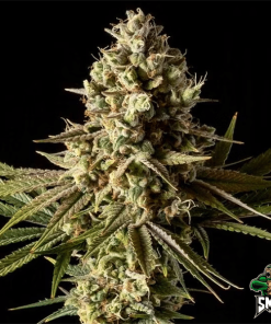 gorilla glue auto