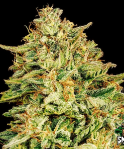 gorilla glue auto2