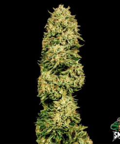 gorilla glue auto3