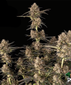 kosher caramel auto