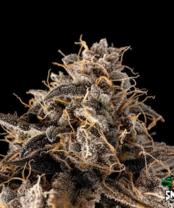 kosher caramel auto2