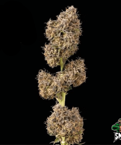 kosher caramel auto3
