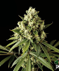 nyc diesel auto