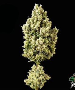 nyc diesel auto2