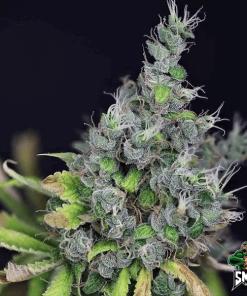 nyc diesel auto3