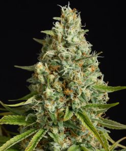 Amnesia Lemon - Femminizzati Stagionali