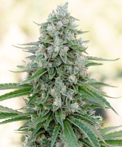 Critical Mango - Femminizzati Stagionali