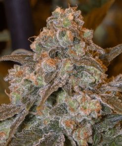 Gorilla Frost - Femminizzati Stagionali