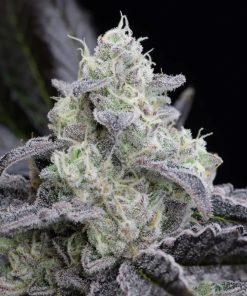 L.A. Vanilla Cake - Femminizzati Stagionali