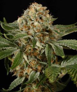 OG Kush - Femminizzati Stagionali