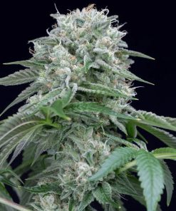 Starfire OG - Femminizzati Stagionali
