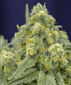 White Widow - Femminizzati Stagionali
