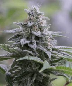 Zkittlez 2.0 - Femminizzati Stagionali