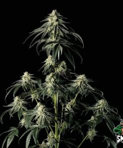 strawberry amnesia auto