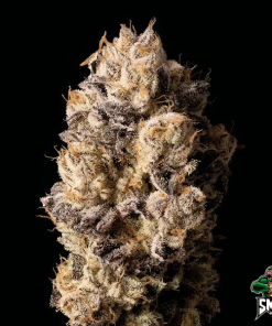 strawberry amnesia auto2
