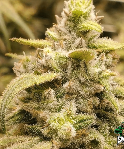 strawberry amnesia auto3