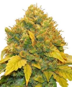 Blueberry - Femminizzati Stagionali