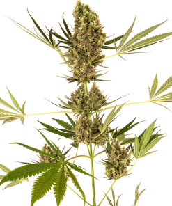 Alpine Delight CBD Auto - Autofiorenti Femminizzati