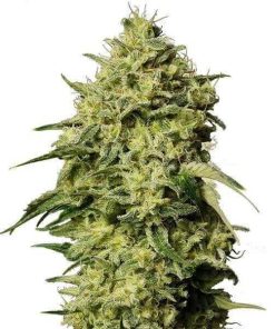 Amnesia Haze - Femminizzati Stagionali