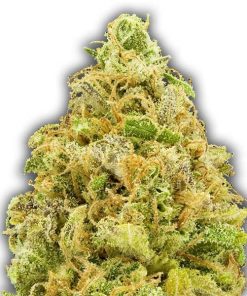 Amnesia Haze Auto - Autofiorenti Femminizzati