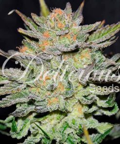 Auto Blue Ace CBD - Autofiorenti Femminizzati