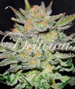 Auto Blue Ace CBD - Autofiorenti Femminizzati