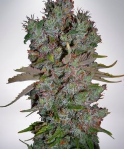 Auto Blueberry Domina - Autofiorenti Femminizzati
