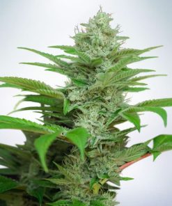 Auto CBD Star - Autofiorenti Femminizzati