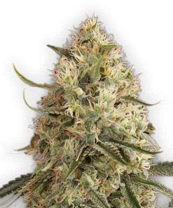 Lemon Skunk Auto - Autofiorenti Femminizzati