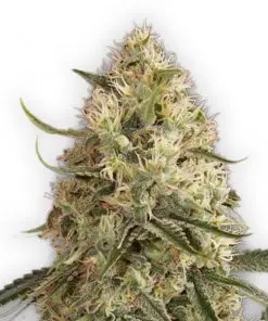 Lemon Skunk Auto - Autofiorenti Femminizzati