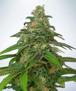 Auto Mandarin Haze - Autofiorenti Femminizzati