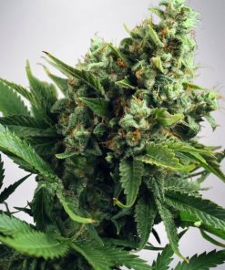 Auto White Widow - Autofiorenti Femminizzati