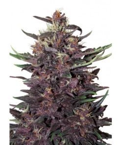 Buddha Purple Kush Auto - Autofiorenti Femminizzati