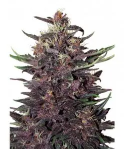 Buddha Purple Kush Auto - Autofiorenti Femminizzati
