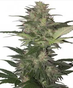 Buddha Red Dwarf Auto - Autofiorenti Femminizzati