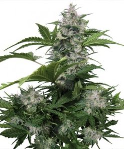 Buddha White Dwarf Auto - Autofiorenti Femminizzati