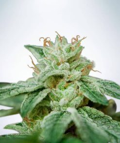 CBD Star - Femminizzati Stagionali