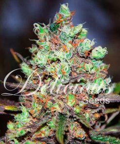 Cotton Candy Kush - Femminizzati Stagionali