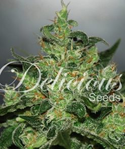 Critical Jack Herer Auto - Autofiorenti Femminizzati
