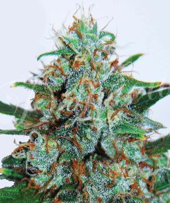 Critical Neville Haze Auto - Autofiorenti Femminizzati