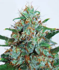 Critical Neville Haze Auto - Autofiorenti Femminizzati