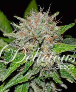 Deep Mandarine - Femminizzati Stagionali